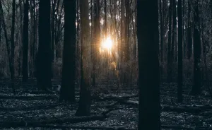Hiking Through A Burnt Forest