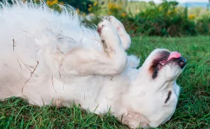 Dogs Romping And Enjoying Spring!
