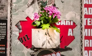 Now We Can Plant Flowers On The Street Posters