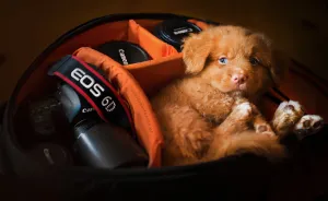 Puppies Decided To Sleep And Have Fun In My Camera Bag