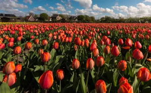 I Photographed The Endless Dutch Tulip Fields