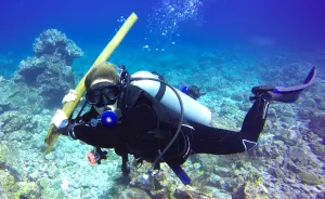 This Is Why We Dive