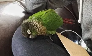 My Conure Fell Asleep On My Knee