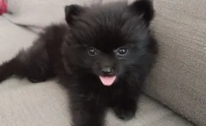 My Name Is Gizmo. No, Not The Gremlin