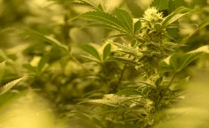 Sometimes I Take Photos Of Medical Cannabis For My Job