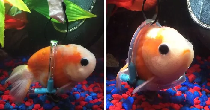 Sick Fish Couldn't Stay Afloat, So This Guy Built Him A Tiny Wheelchair