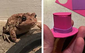 This Toad Kept Coming To This Guy's Porch, So He Started Making Him Tiny Hats