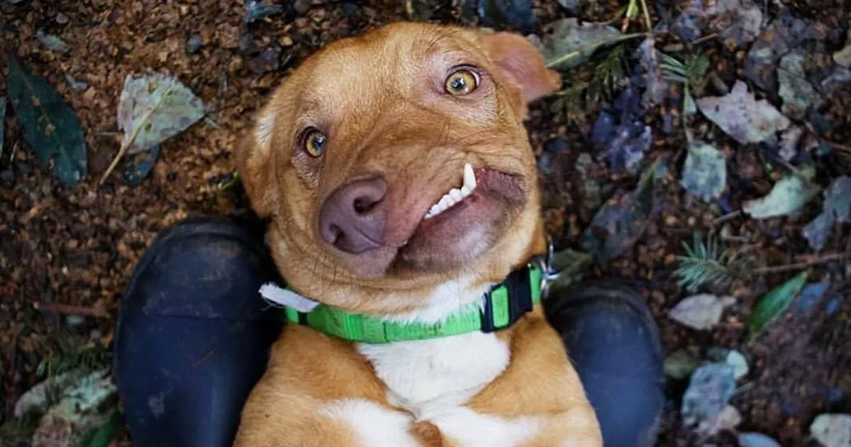 Este es Picasso, un perro perfectamente imperfecto al que nadie quería