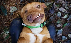 Meet Picasso, The Perfectly Imperfect Dog That No One Wanted