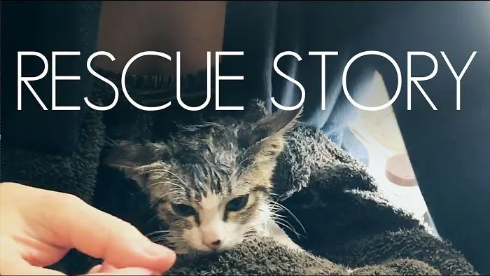 Kitten Rescue