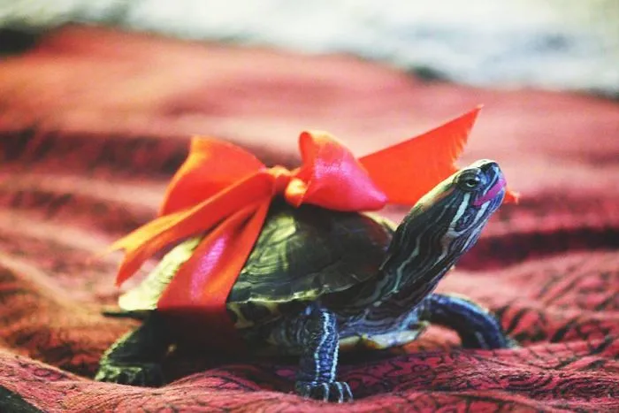 The Cute Turtle With Make Up