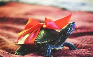The Cute Turtle With Make Up