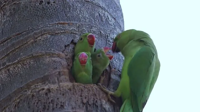 Most Satisfying Video-Parrot Feeding Its 3babies