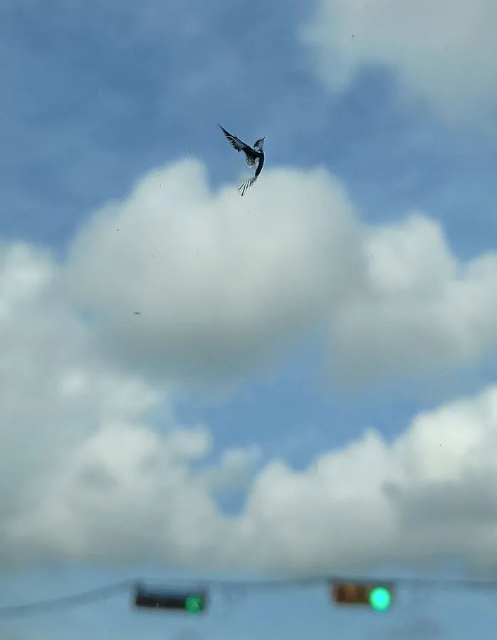 Una piedra golpeó mi ventanilla y dejó esta muesca en forma de pájaro