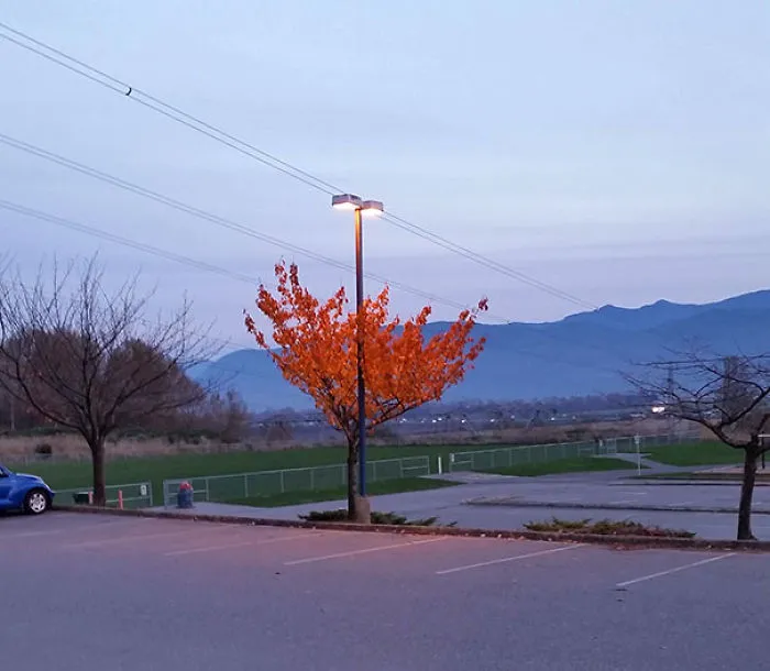 This Tree Still Has Its Leaves Because Of The Light Shining On It