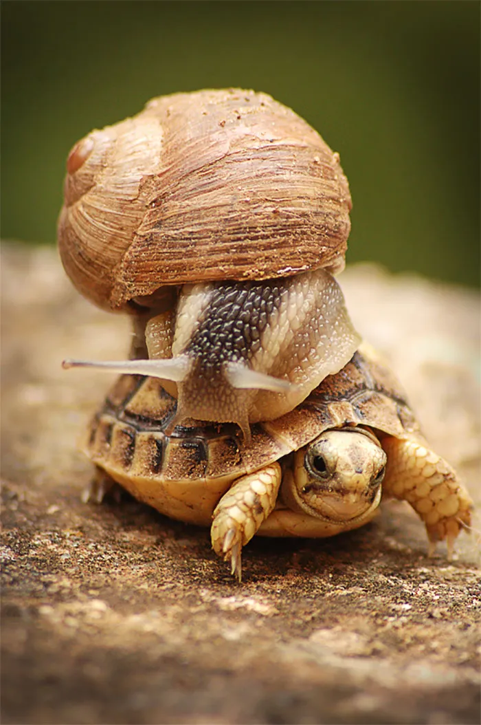 Snail Riding A Baby Turtle