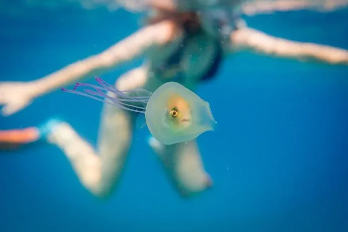 Fish Trapped Inside A Jellyfish