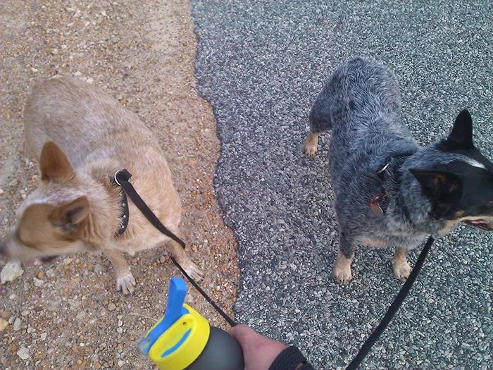 These Dogs Blend Right In