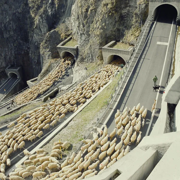 Sheep Going Through San Boldo Pass, Italy