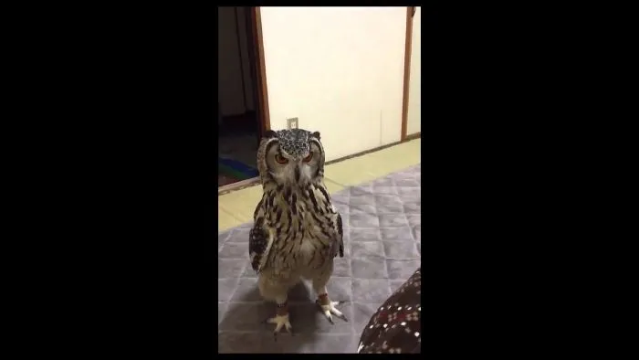 Annoy Your Owl With Toy Rats (And Other Cute Owls)