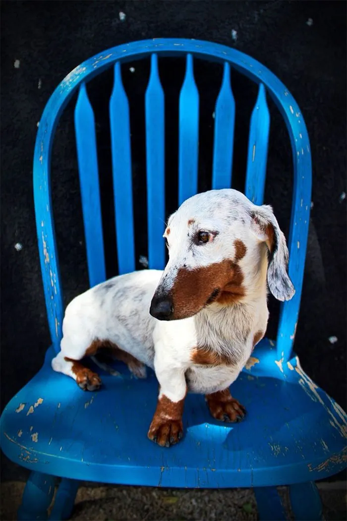 Perro Salchicha