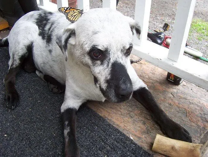Perro