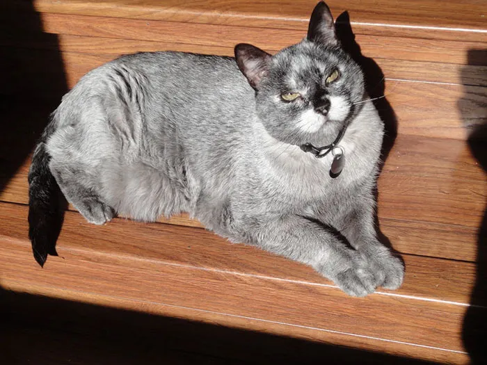 Gato