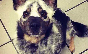29 Unusual Looking Animals With Vitiligo Who Are Running Out Of Ink