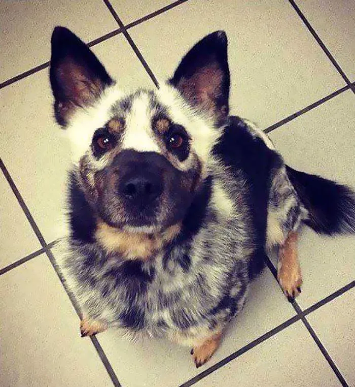 Perro