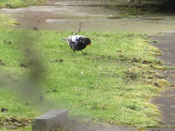 Pájaro