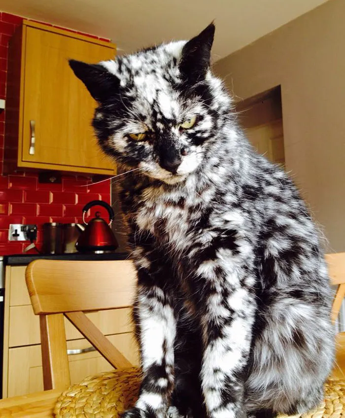 Gato