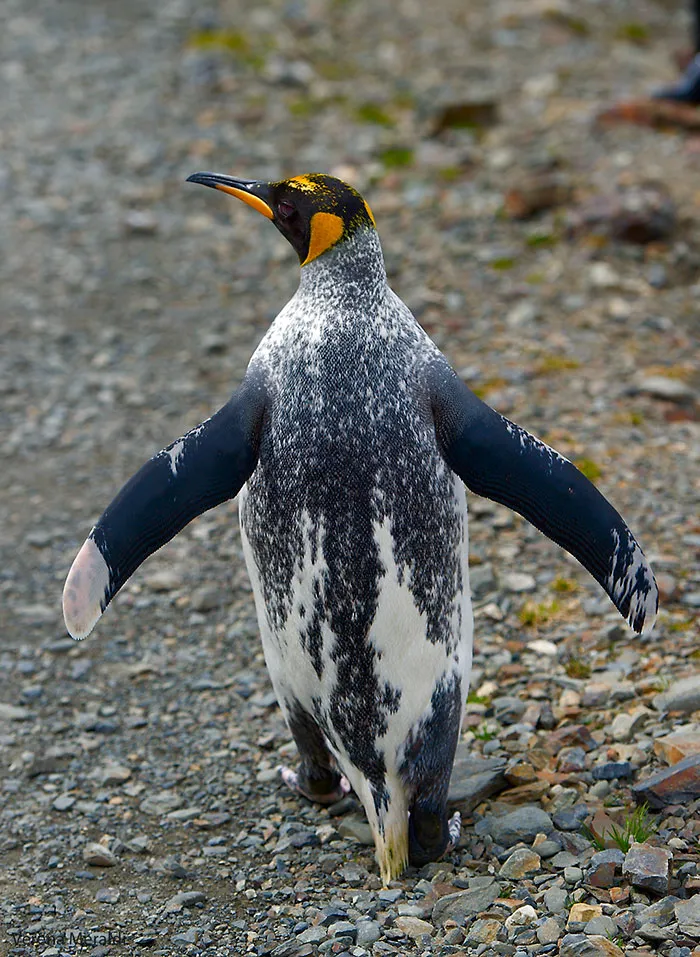 Pingüino