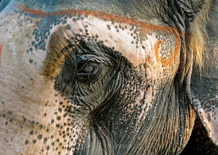 Elefante
