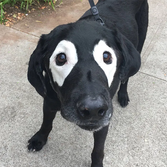 Perro