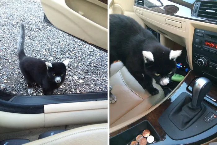Gato