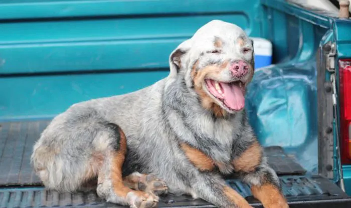 Perro
