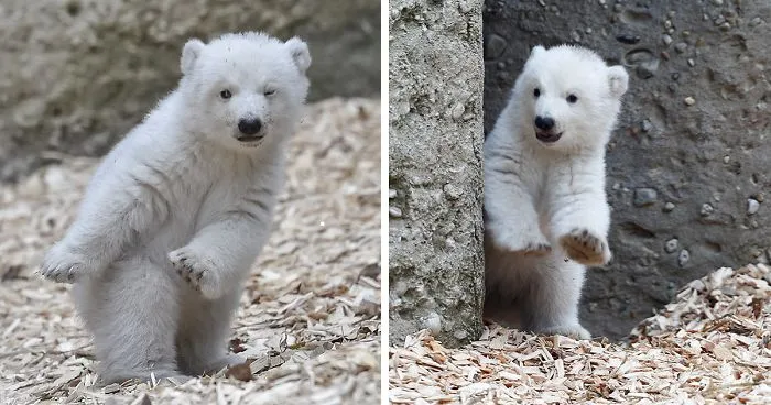 This Polar Bear Cub Taking Her First Steps And Winking At The Camera Is The Cutest Thing Ever