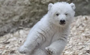 This Polar Bear Cub Taking Her First Steps And Winking At The Camera Is The Cutest Thing Ever