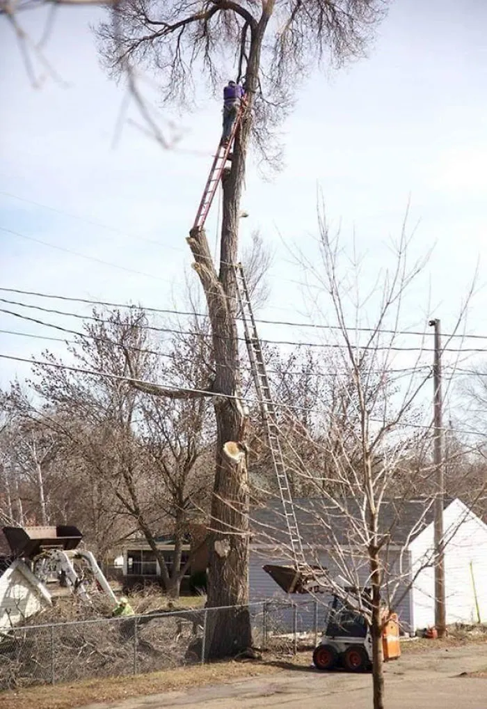 Man on unstable ladder setup to trim tree branches, illustrating why women may live longer.