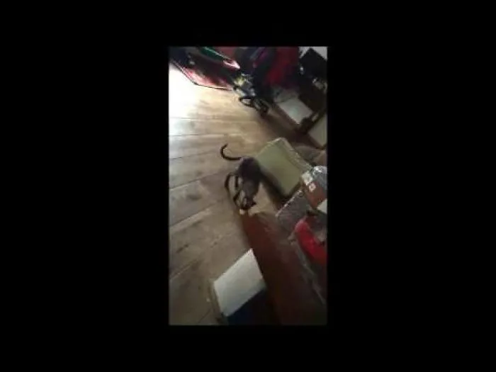Who Said Only Dogs Play Fetch?