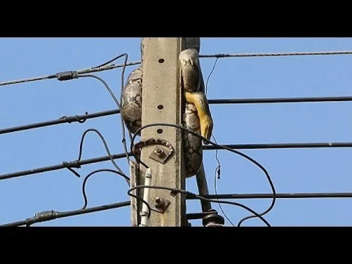 This 10 Foot Monster Nearly Took Down A Whole Power Grid In Thailand All By Itself