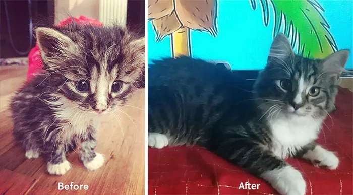 Esta chica letona ha rescatado a más de 350 gatos sin hogar durante los últimos 2 años