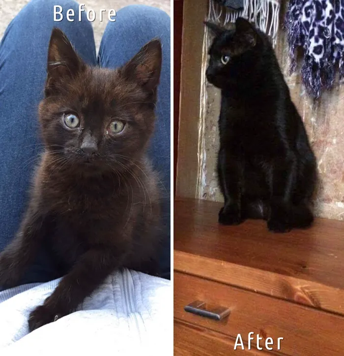Esta chica letona ha rescatado a más de 350 gatos sin hogar durante los últimos 2 años