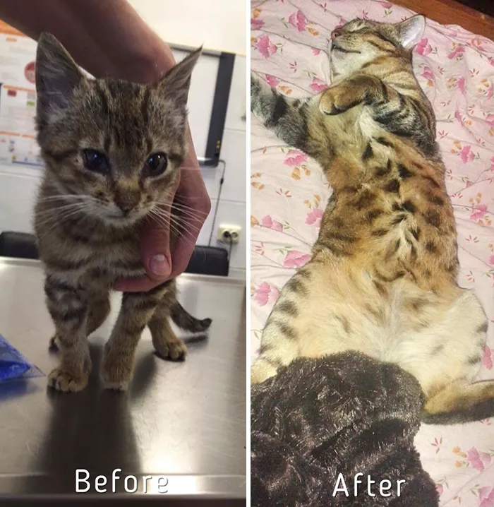 Esta chica letona ha rescatado a más de 350 gatos sin hogar durante los últimos 2 años