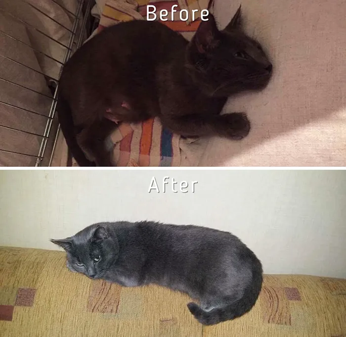 Esta chica letona ha rescatado a más de 350 gatos sin hogar durante los últimos 2 años