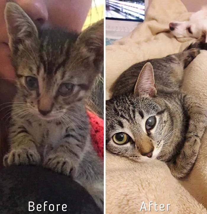 Esta chica letona ha rescatado a más de 350 gatos sin hogar durante los últimos 2 años