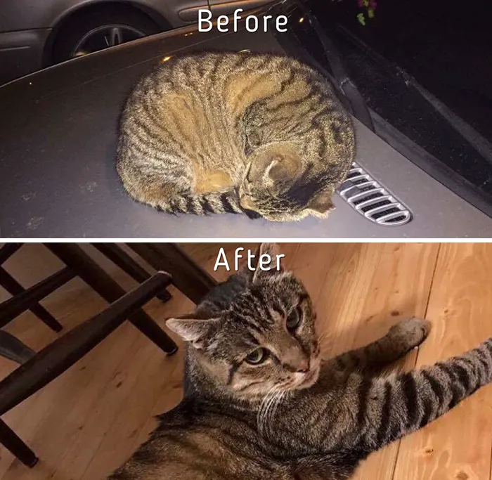 Esta chica letona ha rescatado a más de 350 gatos sin hogar durante los últimos 2 años
