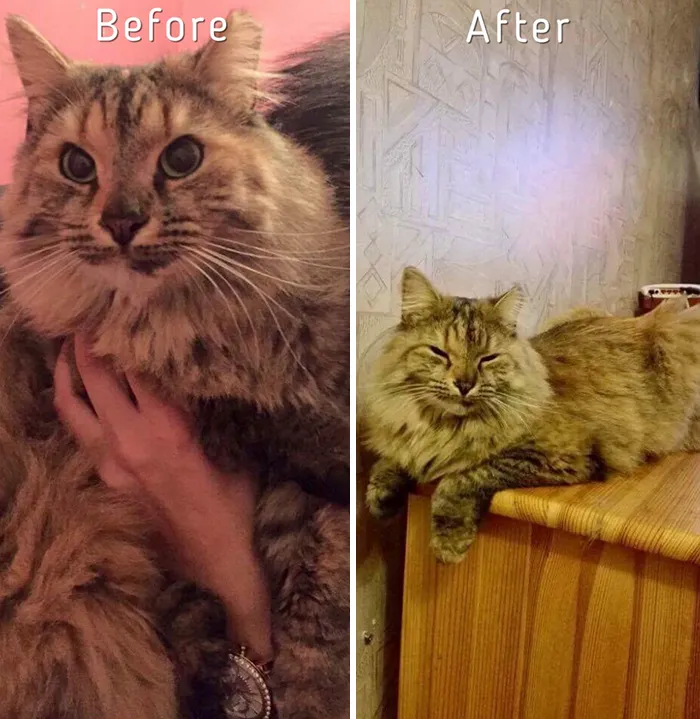 Esta chica letona ha rescatado a más de 350 gatos sin hogar durante los últimos 2 años