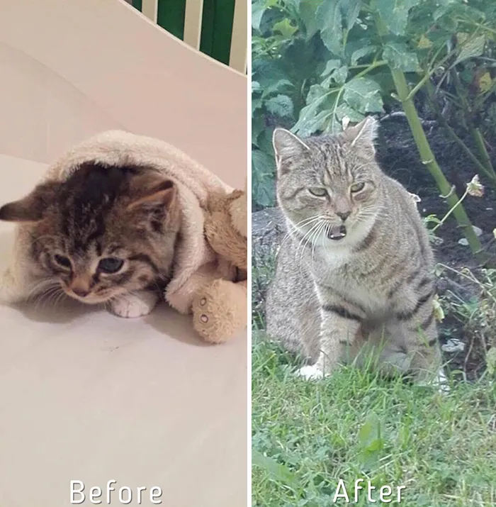 Esta chica letona ha rescatado a más de 350 gatos sin hogar durante los últimos 2 años