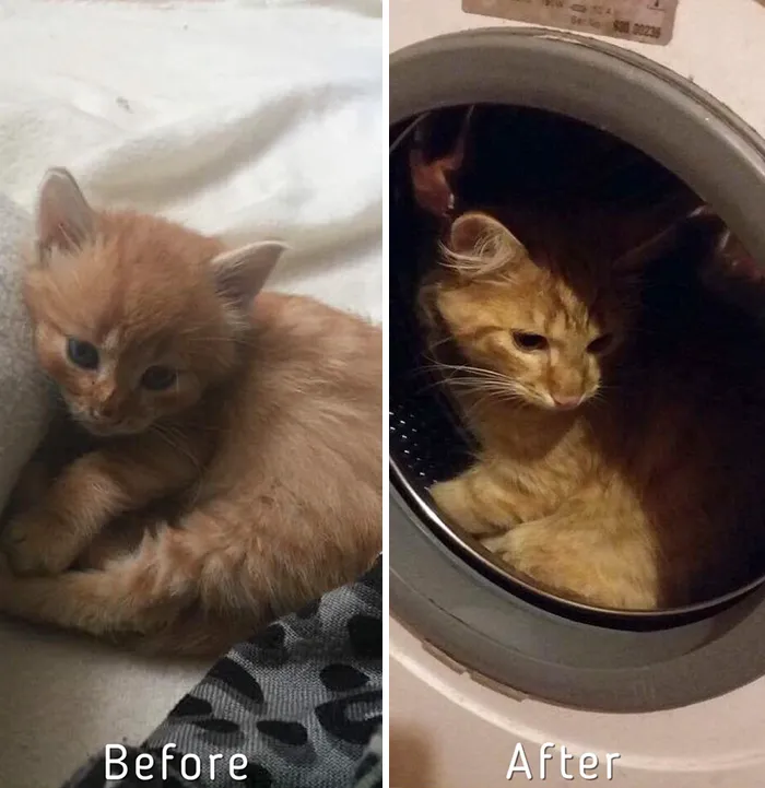 Esta chica letona ha rescatado a más de 350 gatos sin hogar durante los últimos 2 años